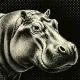 HippoxHQ