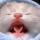 sillycats