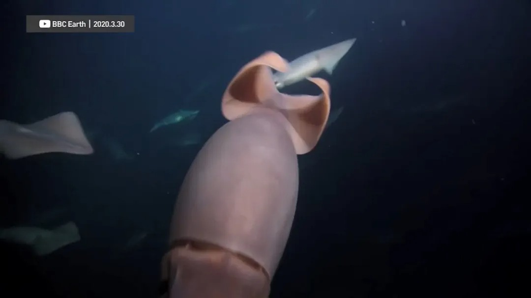 Vol/Vol.123 如何吃上肥美的大鱿鱼/15.jpg