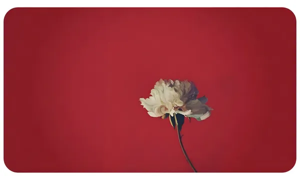 Elegant White Peony on Red Background Wallpaper