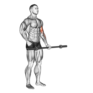 Barbell Alternate Biceps Curl