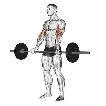 Barbell Curl