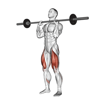 Barbell Front Chest Squat
