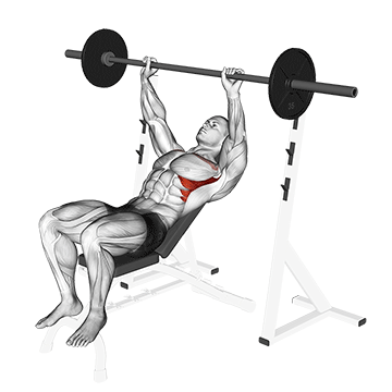 Barbell Incline Shoulder Raise
