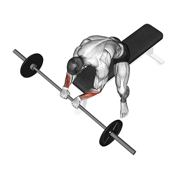 Barbell Reverse Wrist Curl