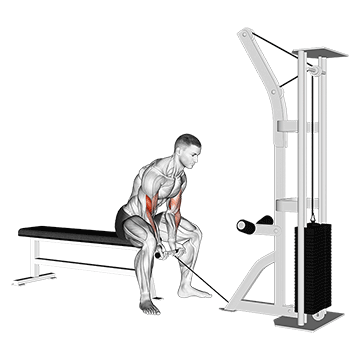 Cable Concentration Curl