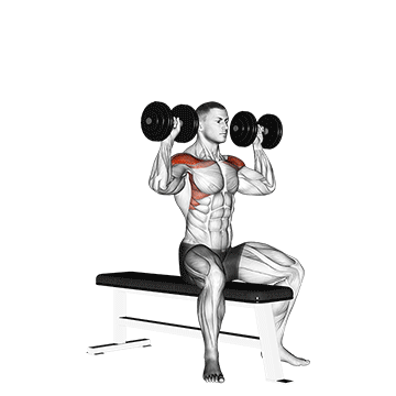 Dumbbell Bench Seated Press