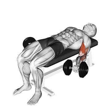 Dumbbell Lying Supine Biceps Curl