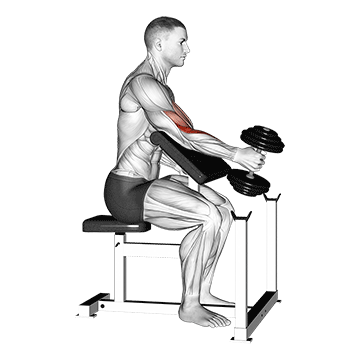 Dumbbell One Arm Hammer Preacher Curl