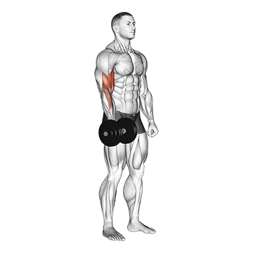 Dumbbell One Arm Standing Curl