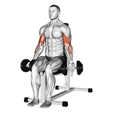 Dumbbell Seated Bicep Curl