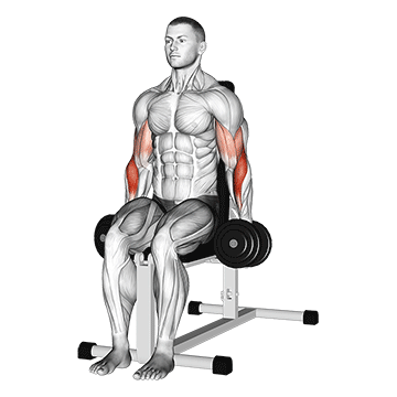 Dumbbell Seated Hammer Curl