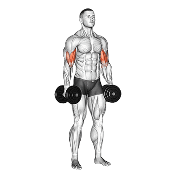 Dumbbell Standing Inner Biceps Curl V. 2