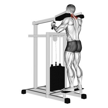 Lever Gripless Shrug V. 2