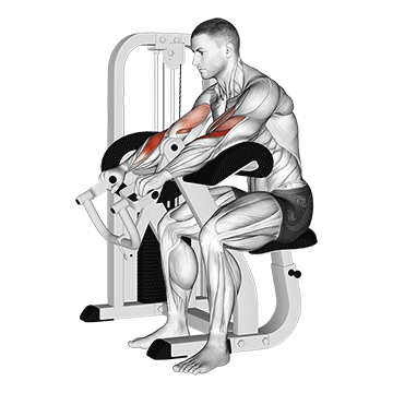 Lever Reverse Grip Preacher Curl