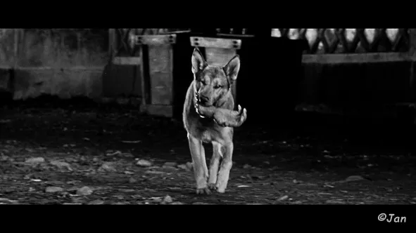 YOJIMBO, Akira Kurosawa, 1961 - Dog with Hand in Mouth