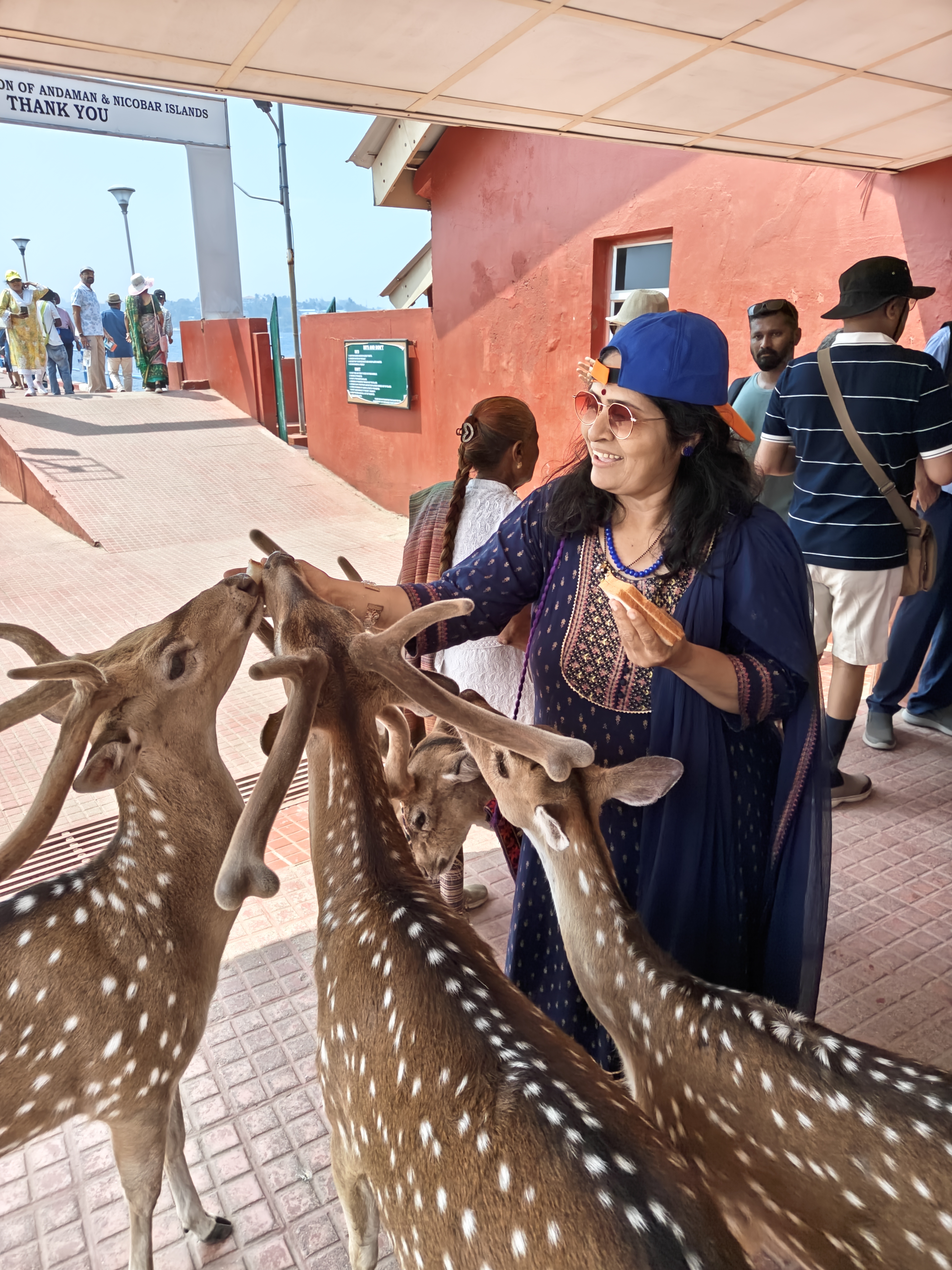 Feeding Spotted Deer at Ross Island