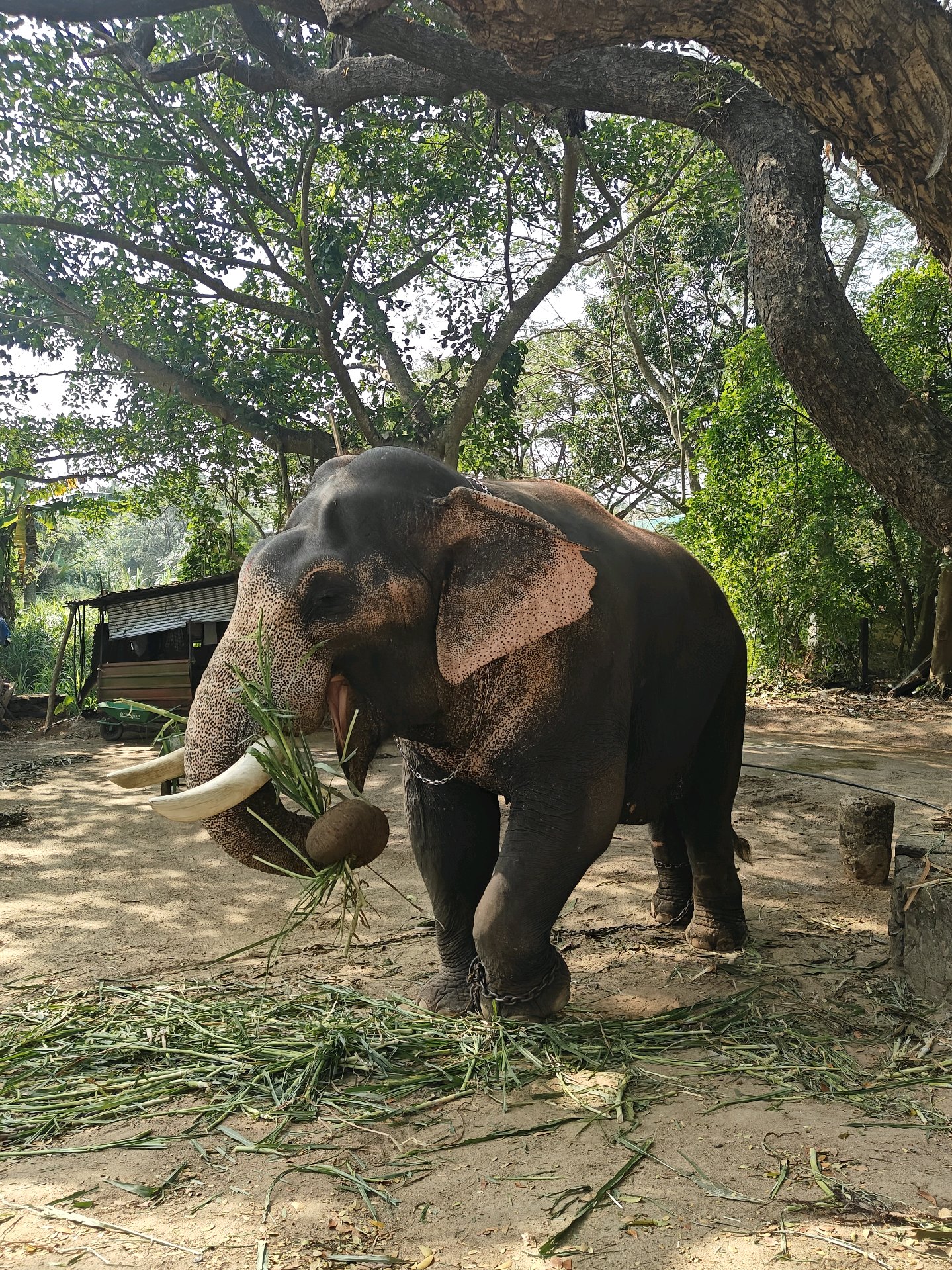 Elephant Sanctuary Visit