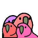 :parrots.quad: