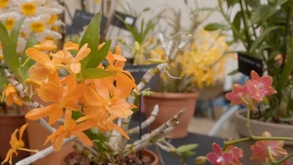 Orquideas 1