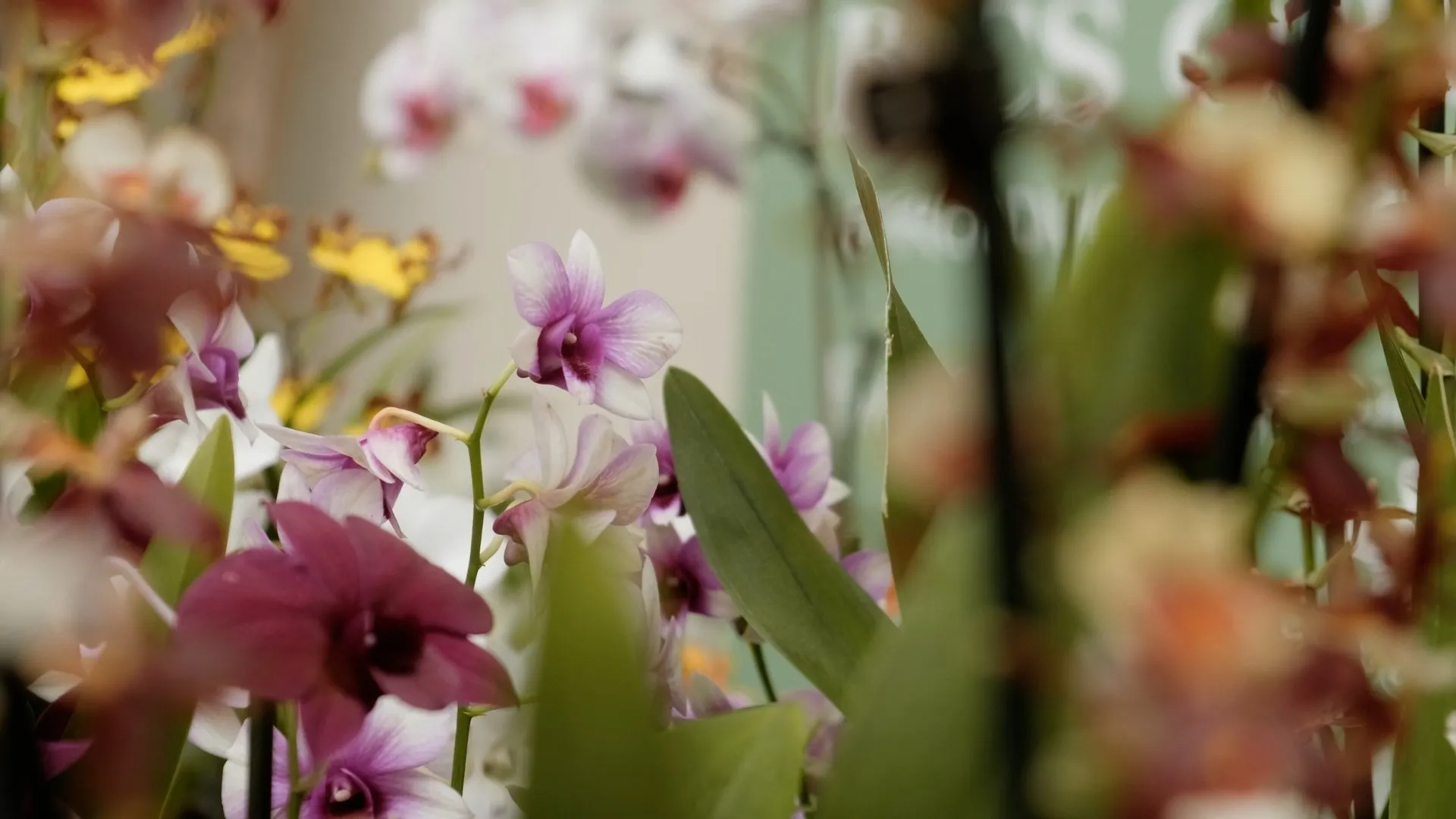 1º FESTIVAL DE ORQUÍDEAS