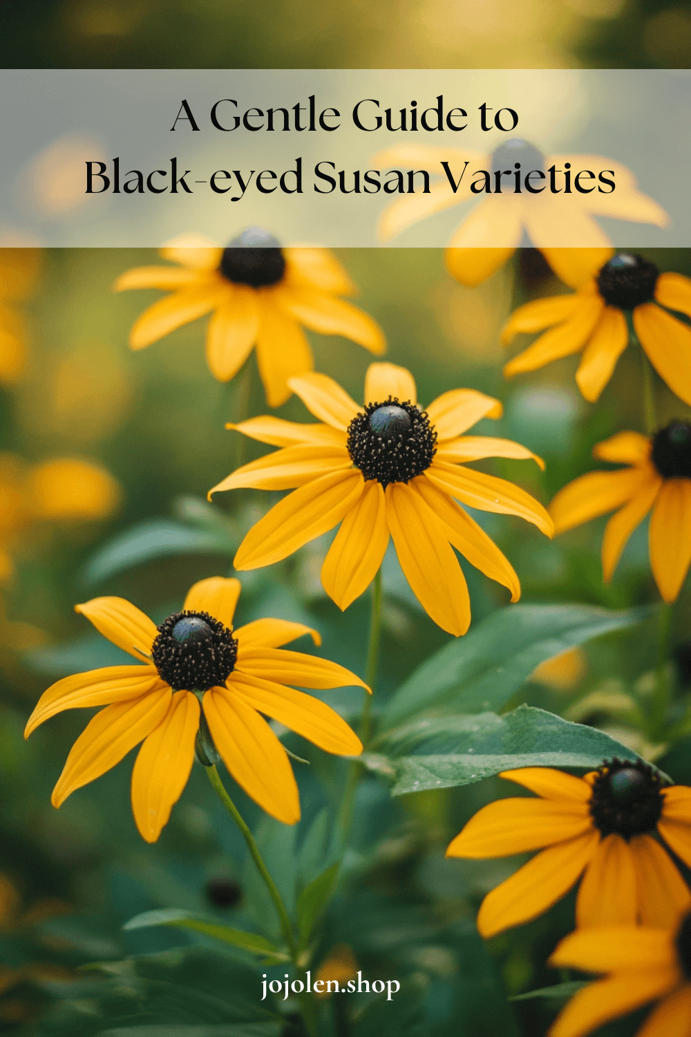 A Gentle Guide to Black-eyed Susan Varieties