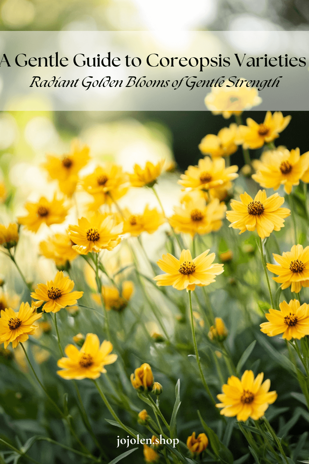 A Gentle Guide to Coreopsis Varieties