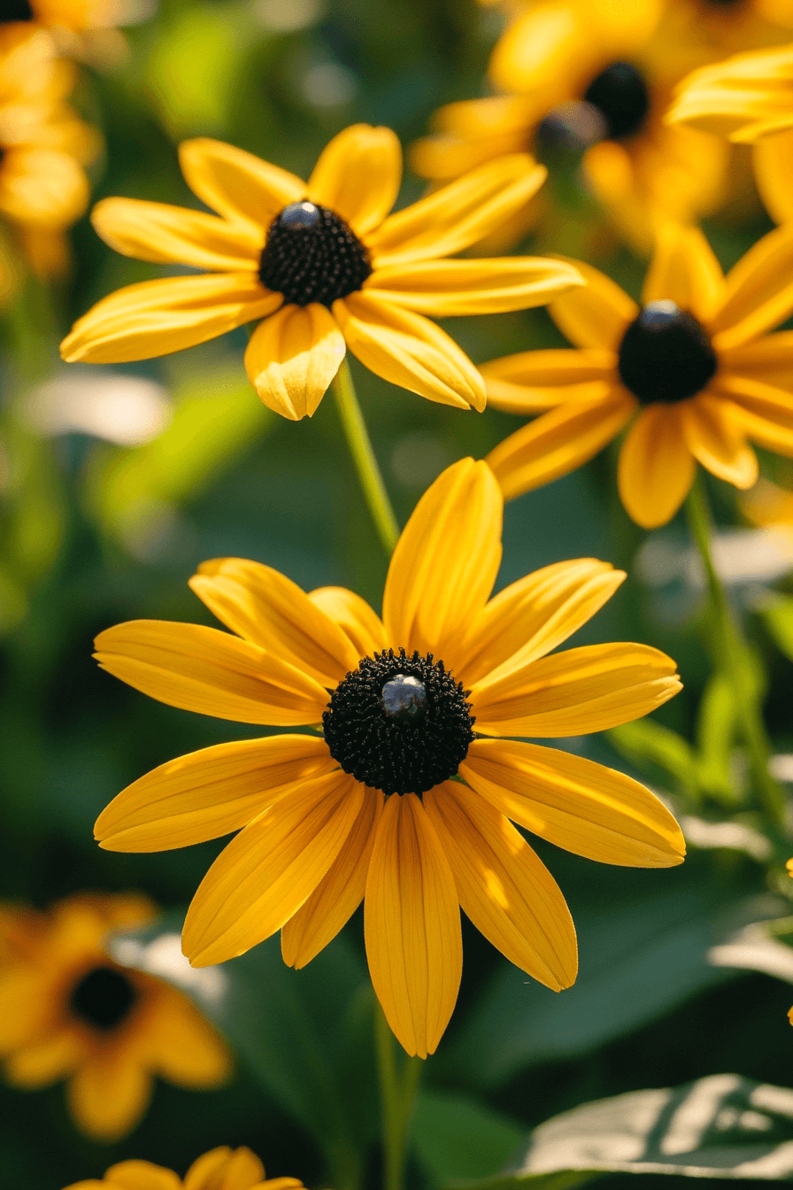 Close-up of Rudbeckia hirta ‘Goldsturm’ showing bright golden yellow petals and a rich black central disk, blooming vibrantly under soft morning sunlight.