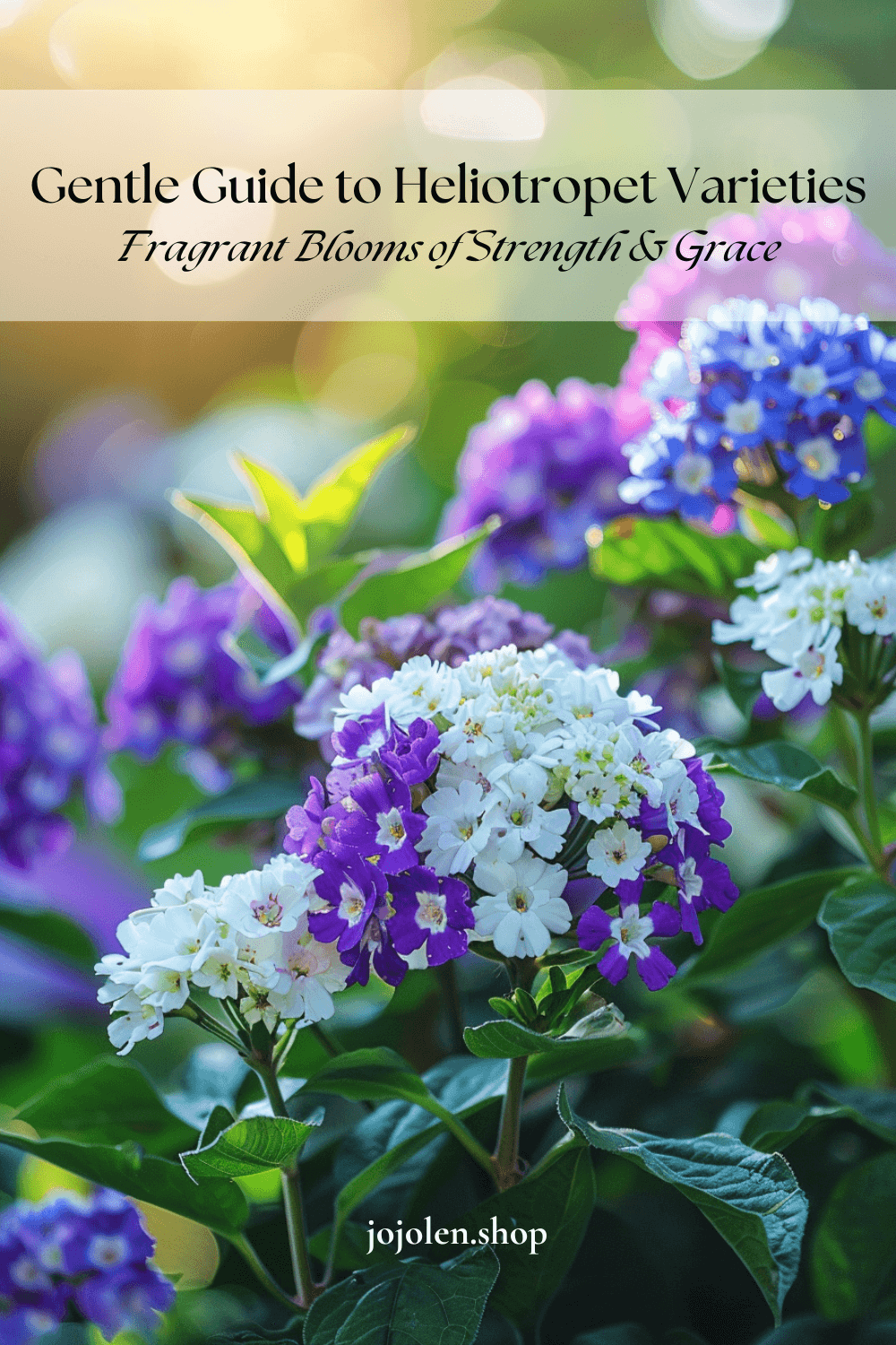 Gentle Guide to Heliotrope Varieties