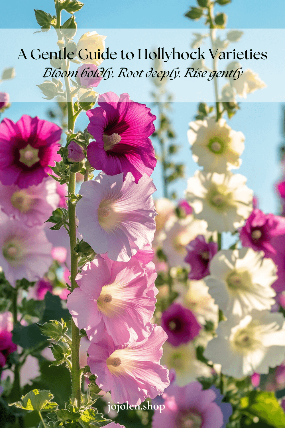 A Gentle Guide to Hollyhock Varieties