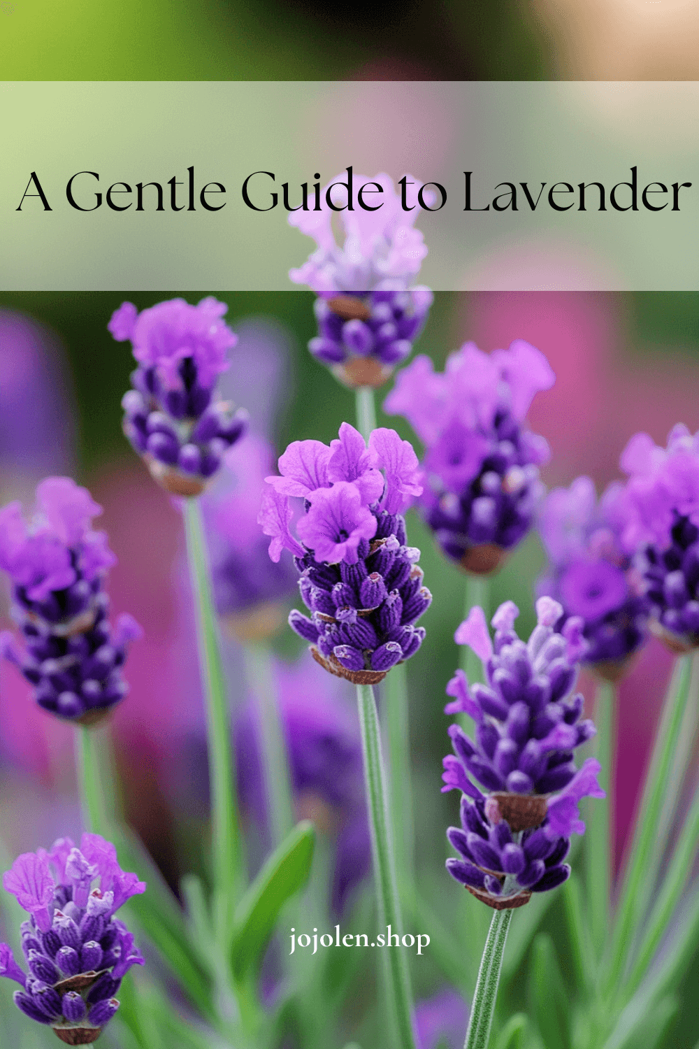 A Gentle Guide to Lavender Varieties: Perfect Choices for Balcony, Aromatherapy & Garden Bliss