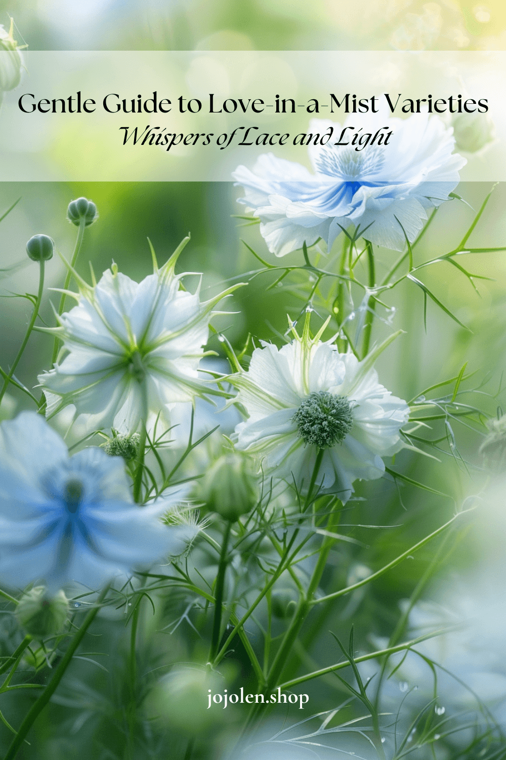 Gentle Guide to Love-in-a-Mist Varieties