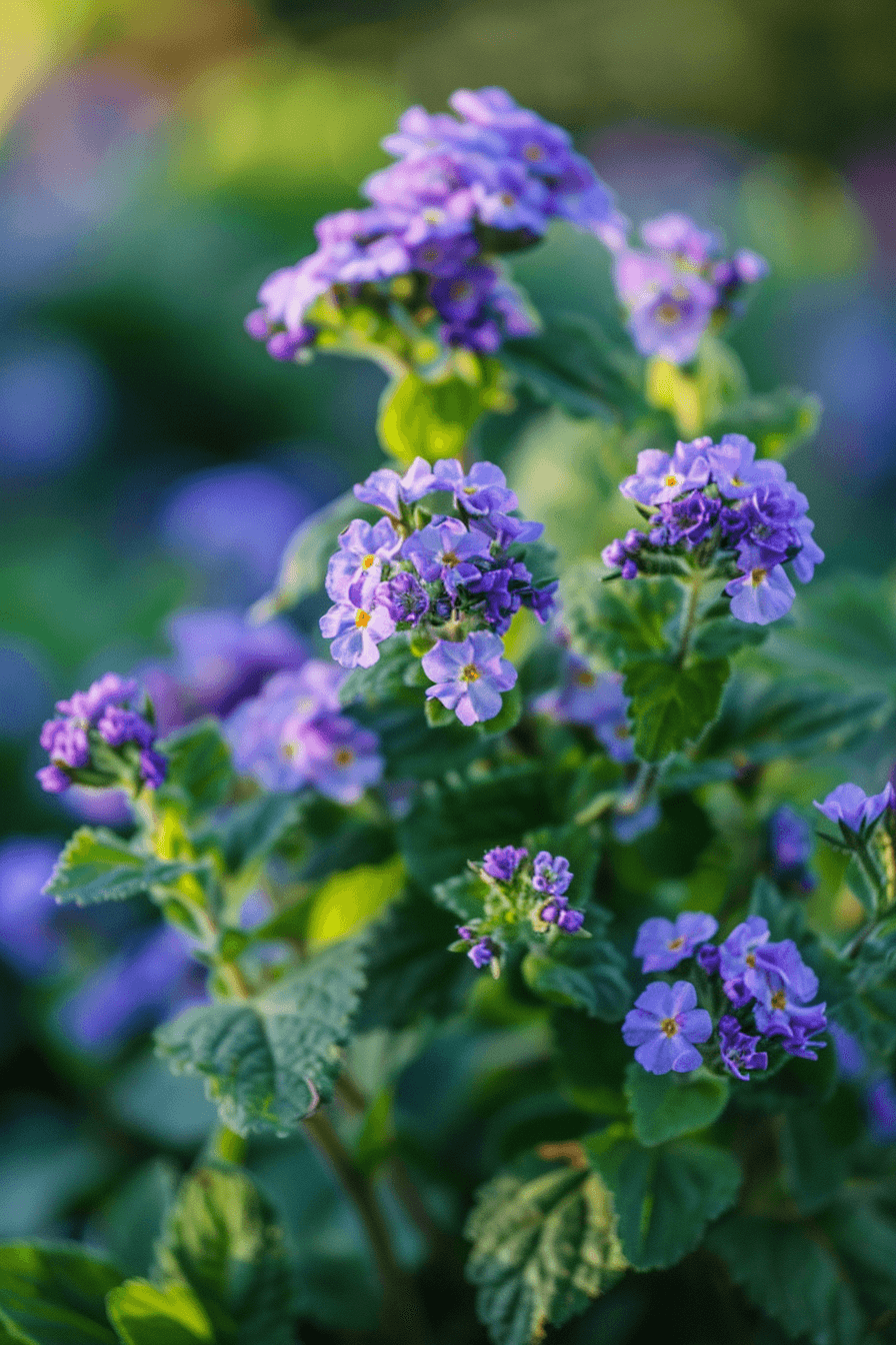 Heliotrope Marine variety with soft blue-violet flowers clustered amidst lush green leaves, glowing under natural light.