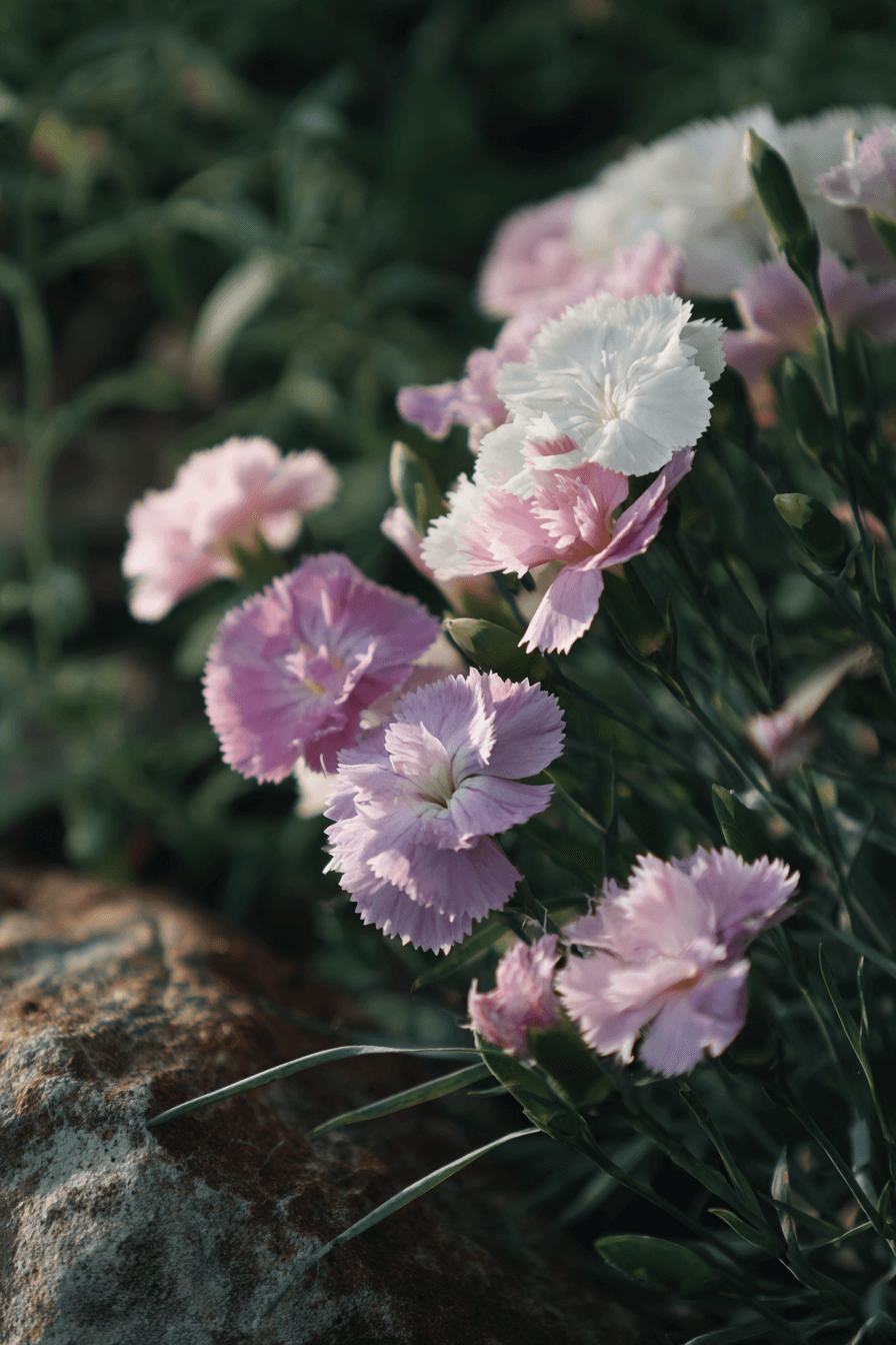 Delicate Pinks Dianthus flowers in soft pastel hues of white, pink, and lavender, arranged in a rock garden with soft, natural light highlighting their elegant and serene beauty.