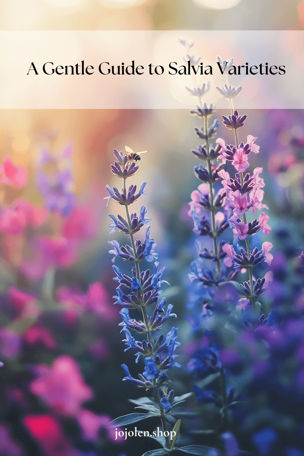 A Gentle Guide to Salvia Varieties