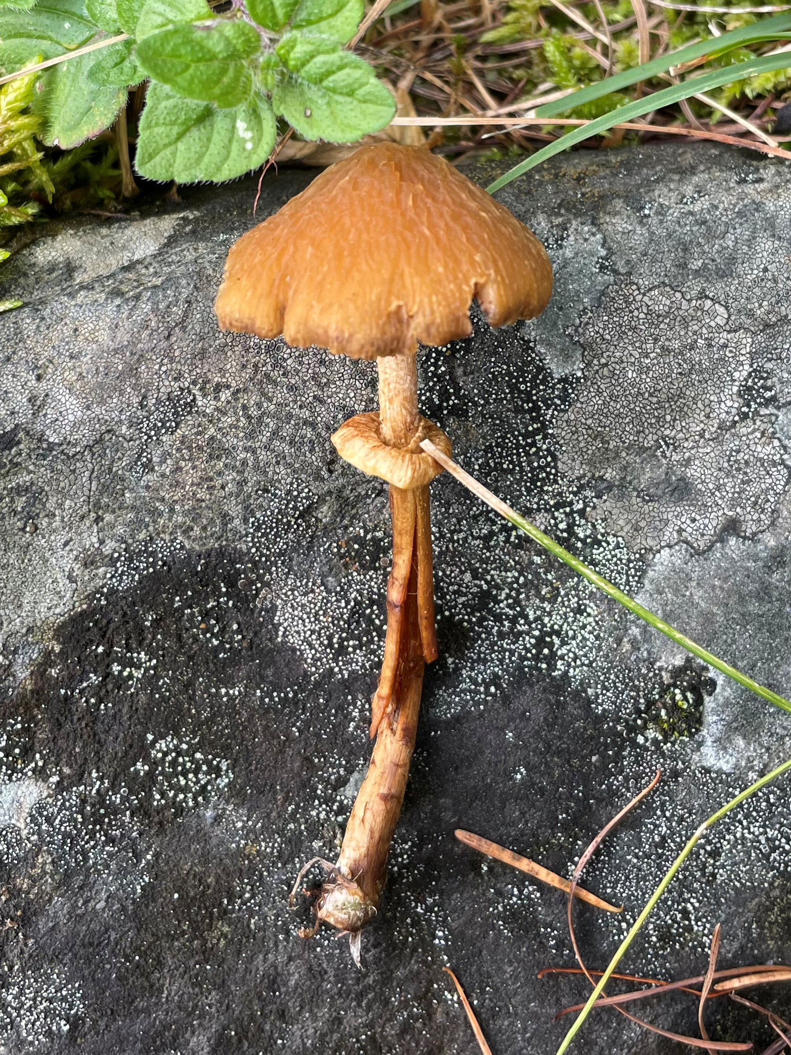 image-202108181555059451