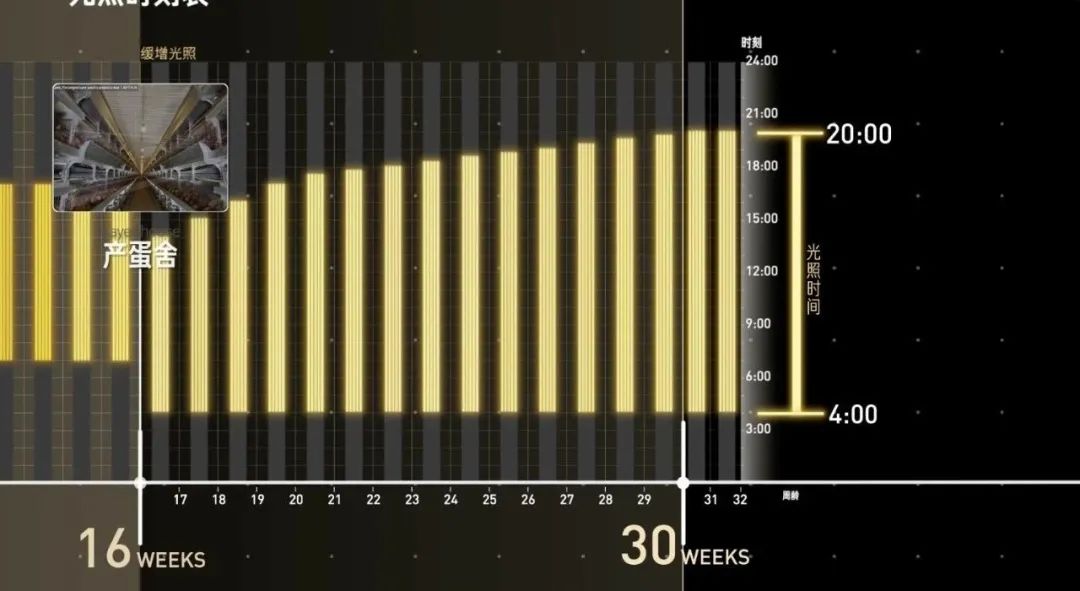 Vol/Vol.139 如何精确控制母鸡批量下蛋/11.jpeg