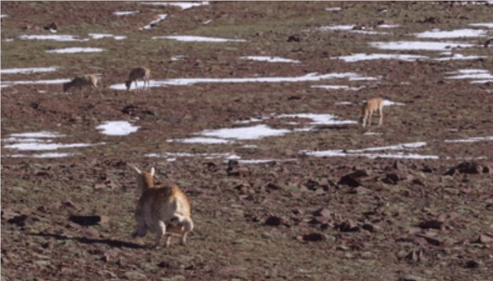 AI资讯:可可西里的机器藏羚羊