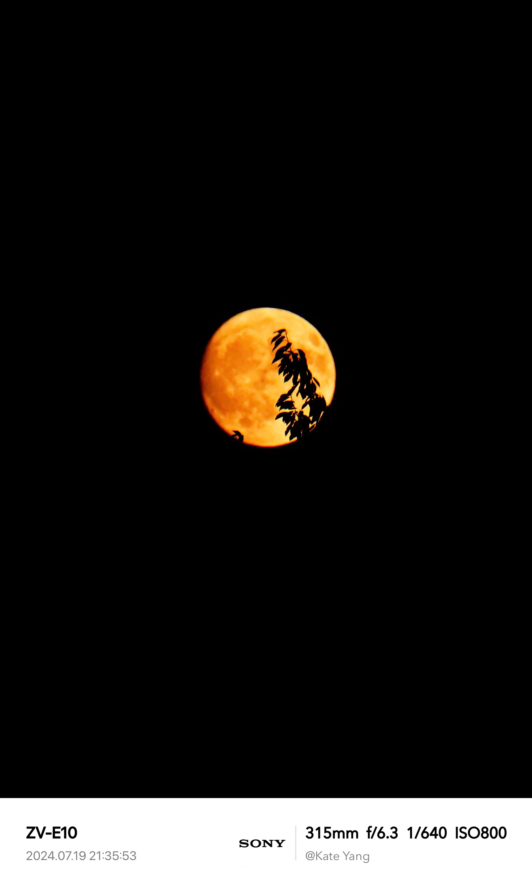 Full Golden Moon