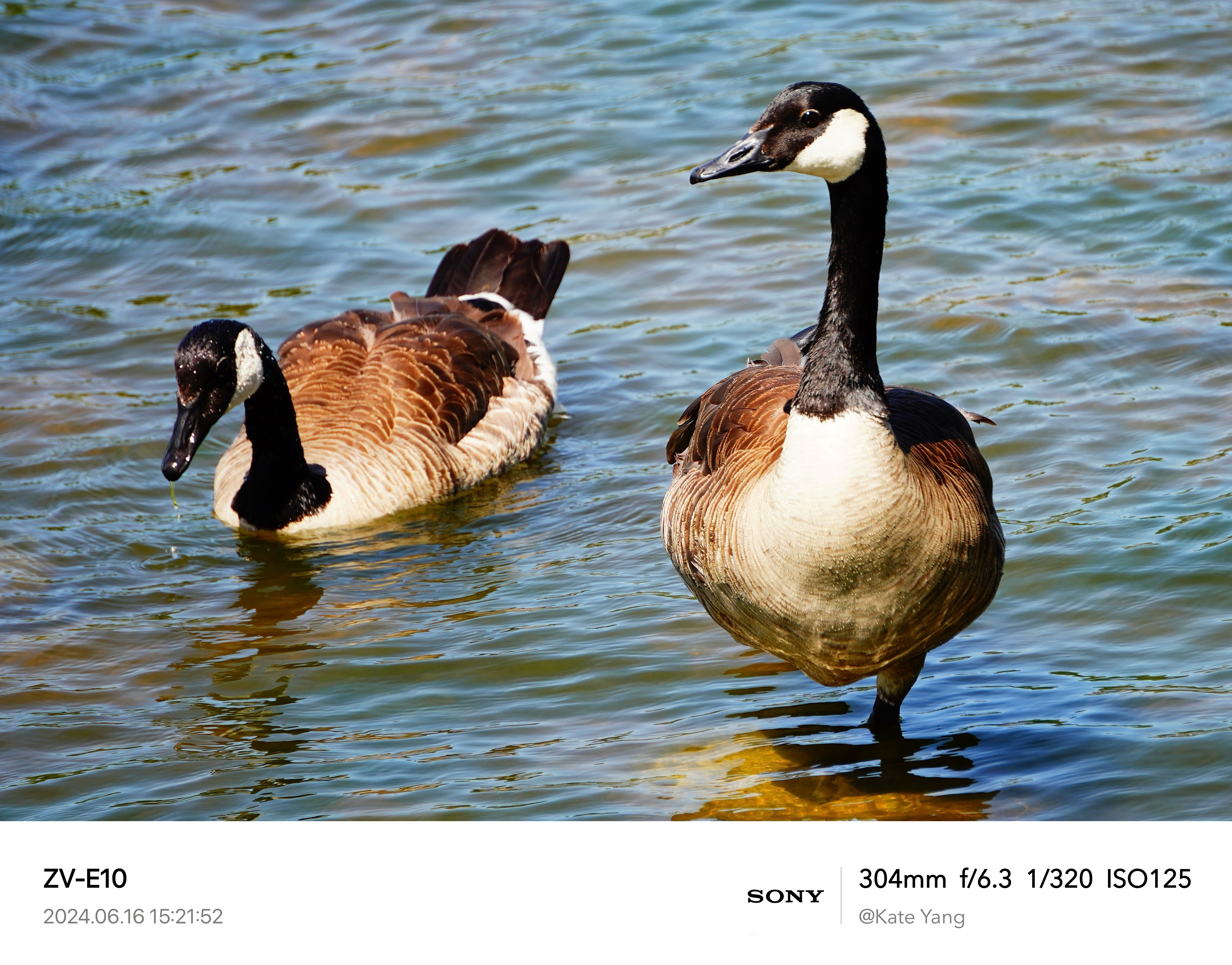 Swimming Canada Gooses