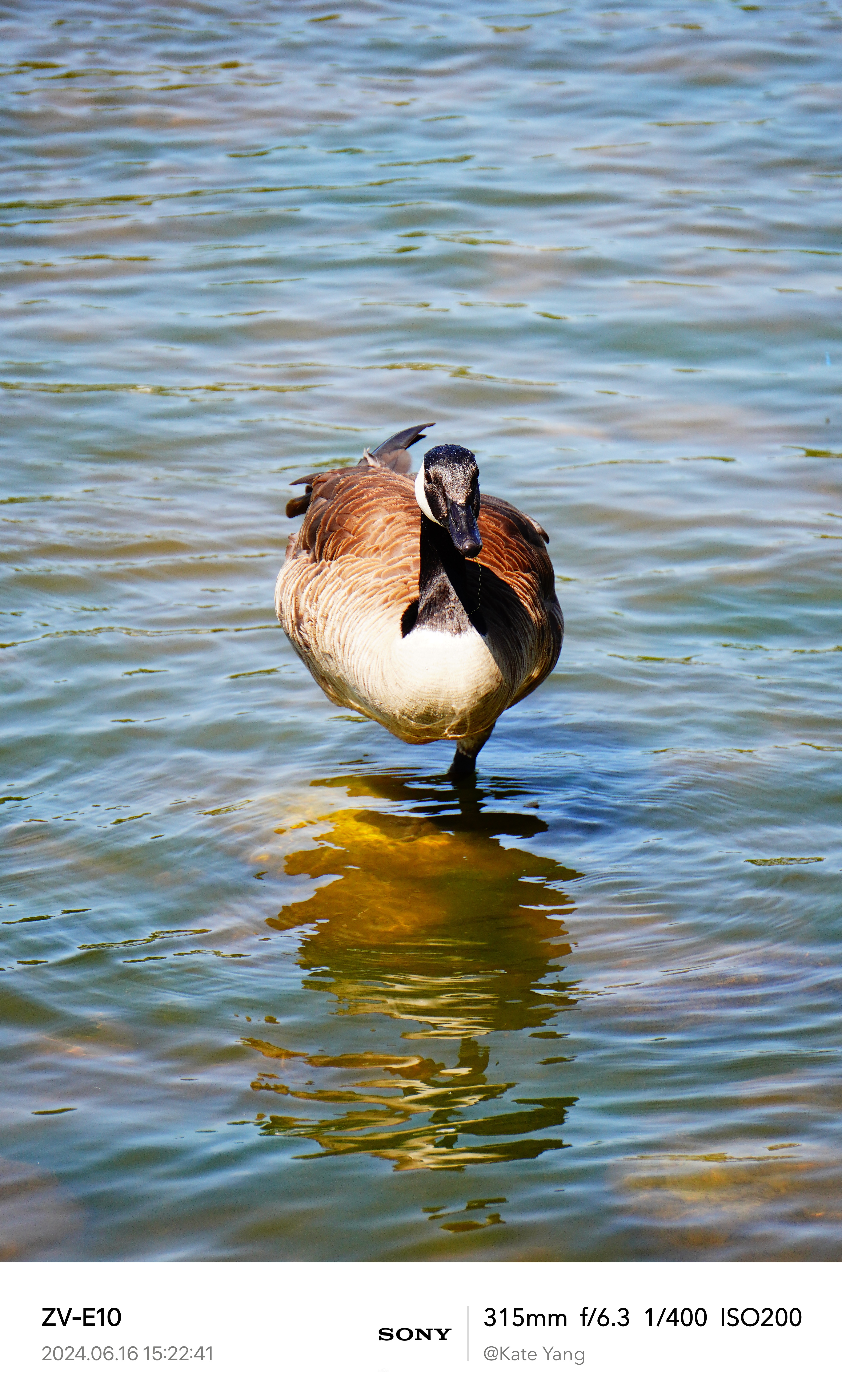 Swimming Canada Goose