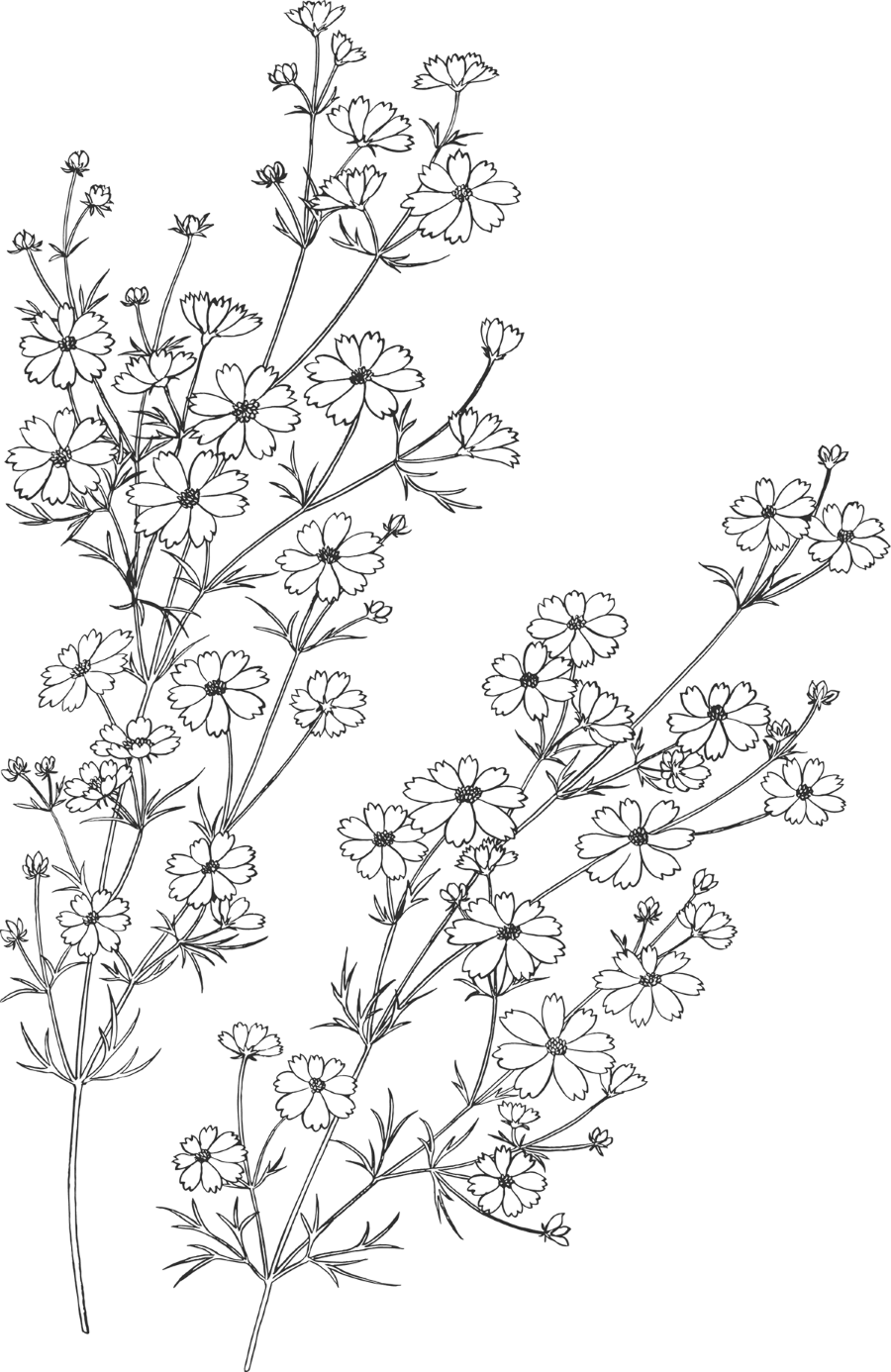 flowers background background