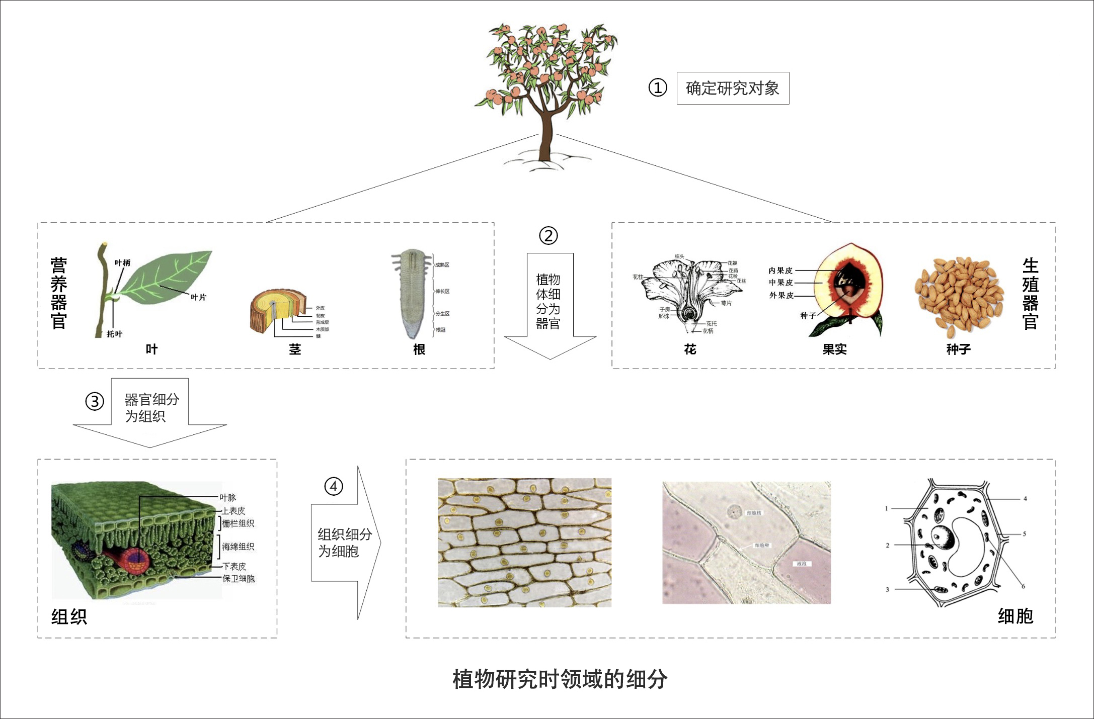 植物研究时领域的细分