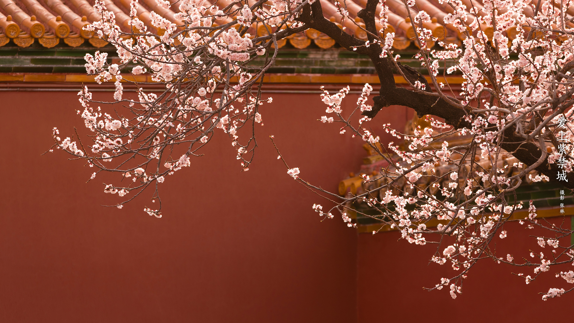 爱上紫荆城_杏花