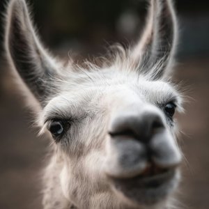 你不得不学的线段树 (segment tree) 基础 🌳