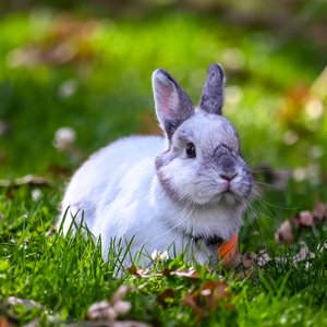 如何写更好的 git 提交信息 (git message)