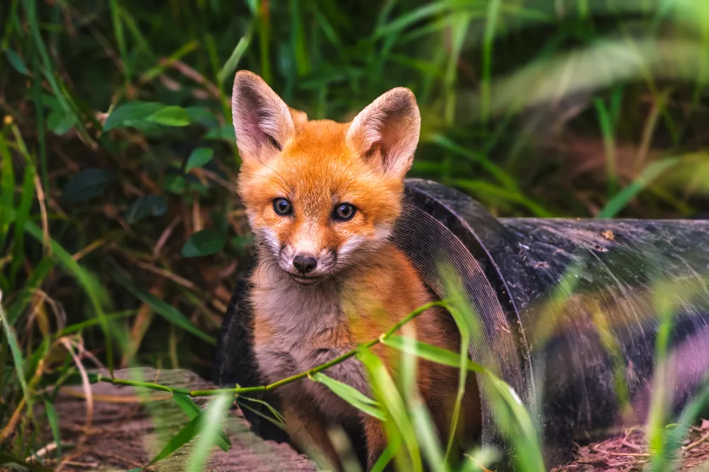 RedFox