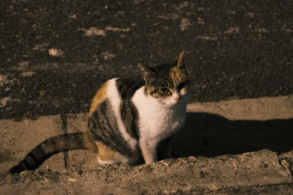 刻舟求猫