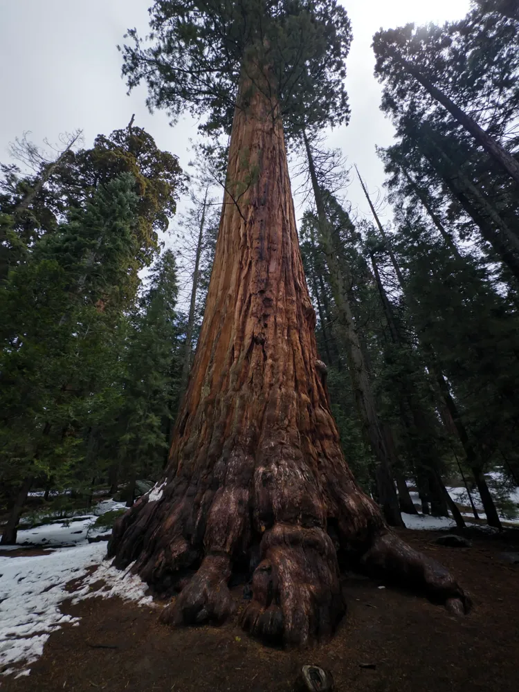 Sequoia National Park