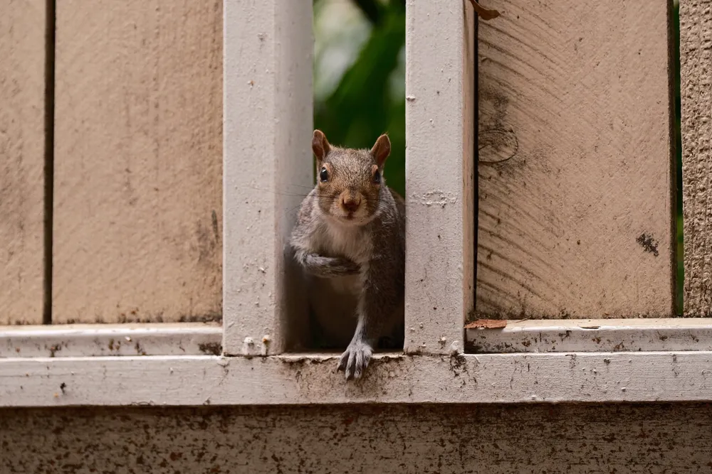 🐿 松鼠